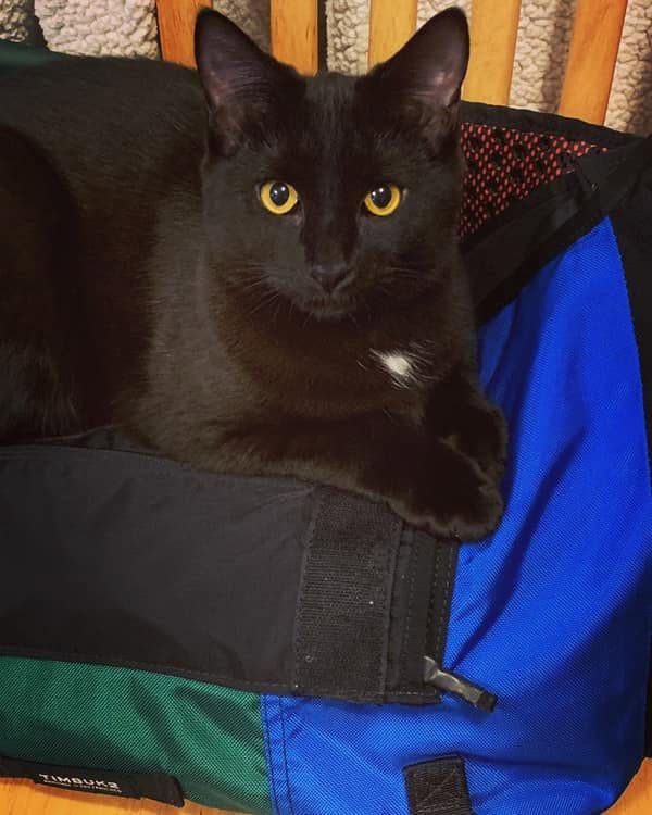 Dino, a black cat with bright yellow eyes, lounging on top of a duffel bag