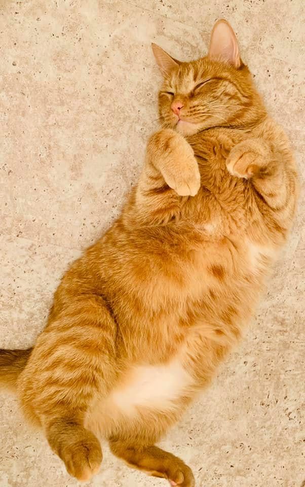 Louis Thanksgiving, an orange tabby, fast asleep belly-up on the floor